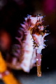   Eye Thorny Seahorse. Seahorse  